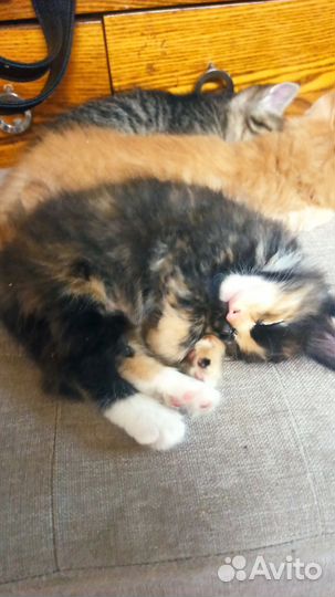 Котята от кошки мышловки