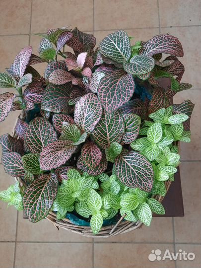 Комнатные цветы Фиттония