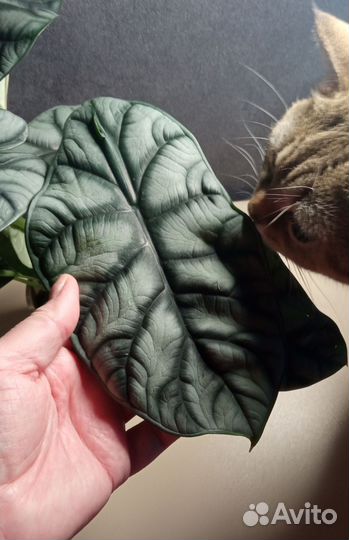 Алоказия Серебряный дракон (клубни)