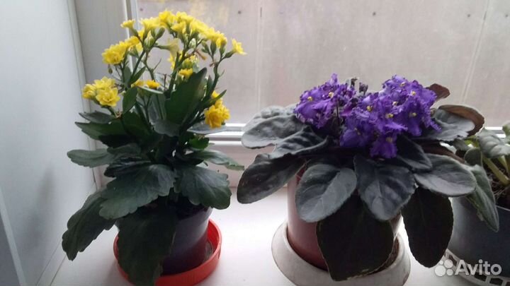 Комнатные цветы