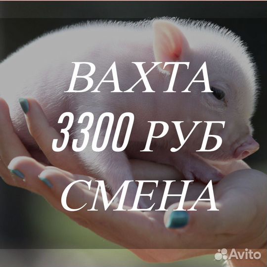 Животновод без опыта вахта от 15 смен