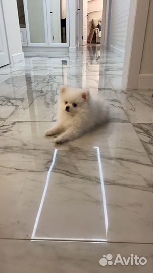 Передержка для собак