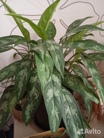 Комнатные цветы