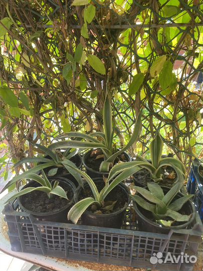 Детки агавы