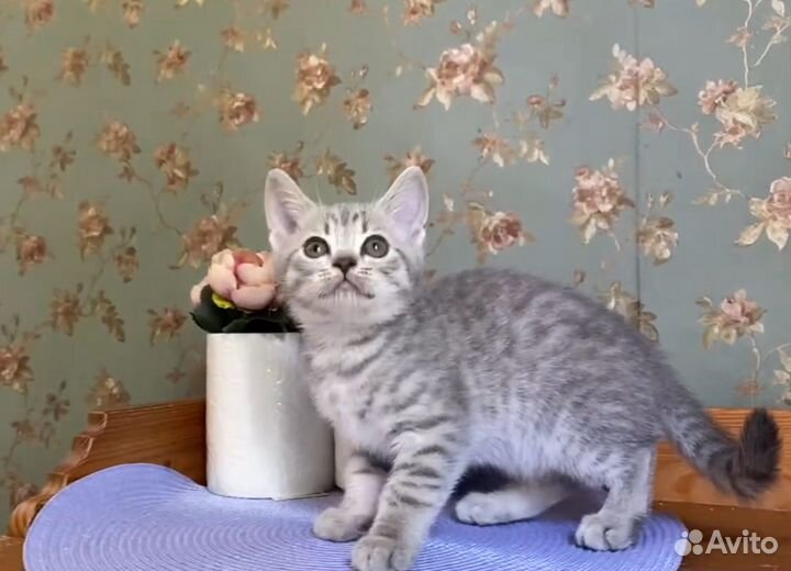 Британский котенок окрас вискас мальчик