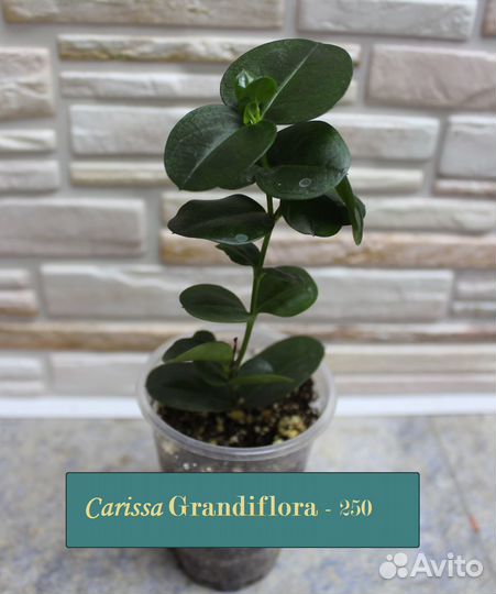 Фикус, колизия, корисса