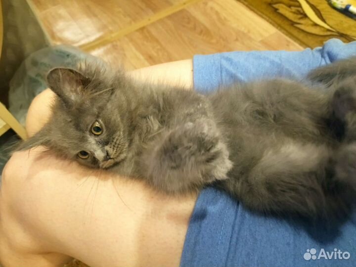 Кошки в добрые руки бесплатно