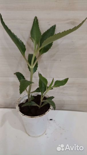 Каланхоэ лечебное