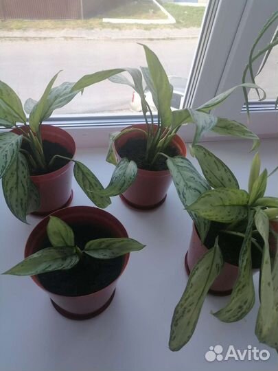 Комнатные растения