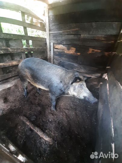 Хряк венгерской мангалицы и Свиноматка Ландрас