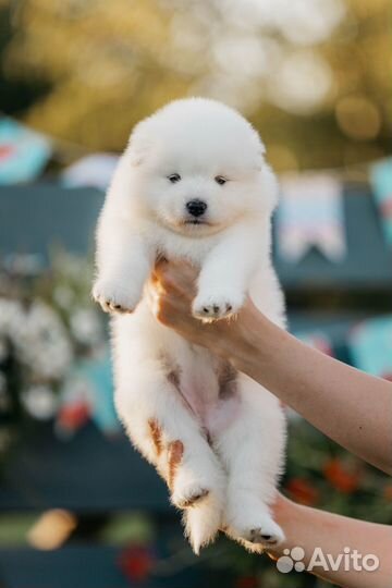 Щенки самоеды