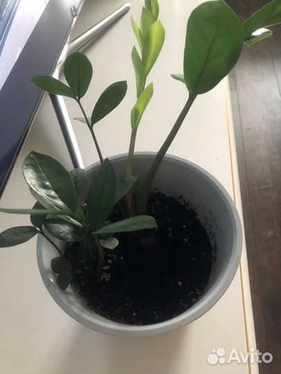 Замиокулькас