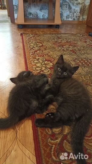 Отдам в добрые руки