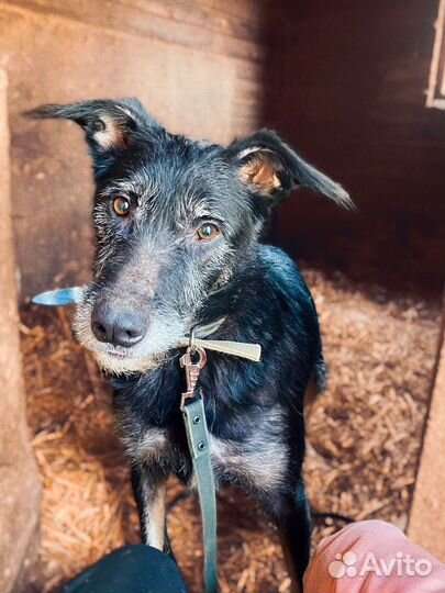 Собака Боря ищет дом