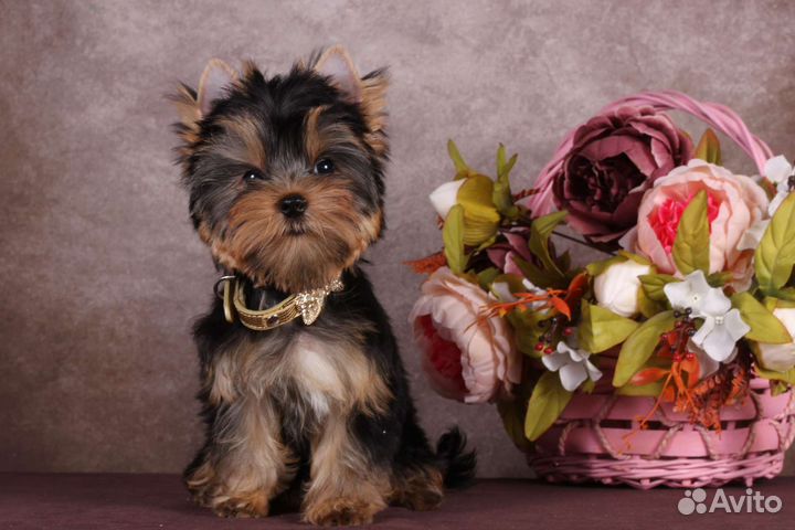 Стандартная девочка