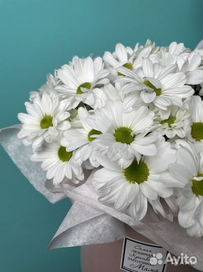 Ромашки хризантемы