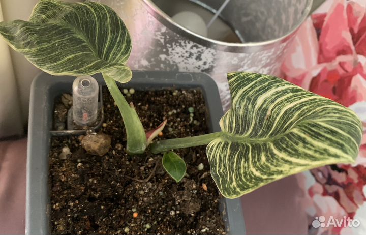 Комнатные цветы. Карисса, филодендрон Биркин