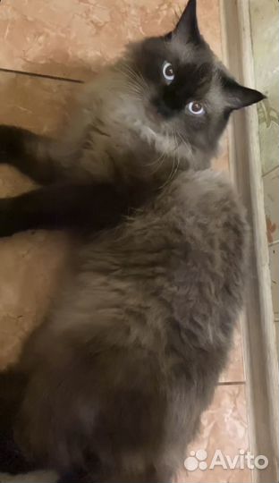 Кот ищет семью