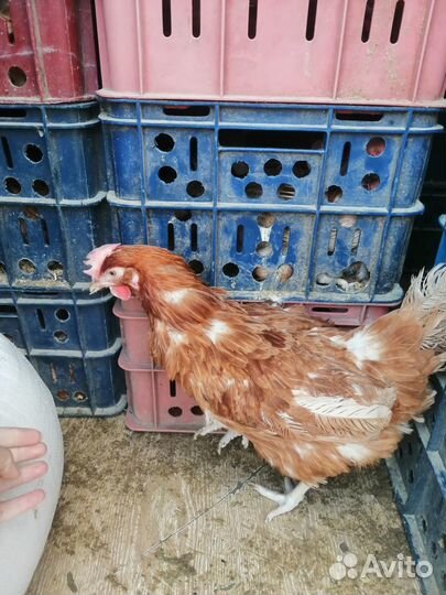 Куры несушки