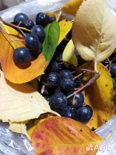 Ягоды смородины, черноплодной рябины