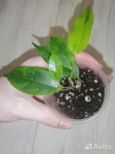 Сортовые фикусы