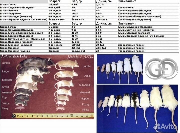 Кормовые мыши разных размеров