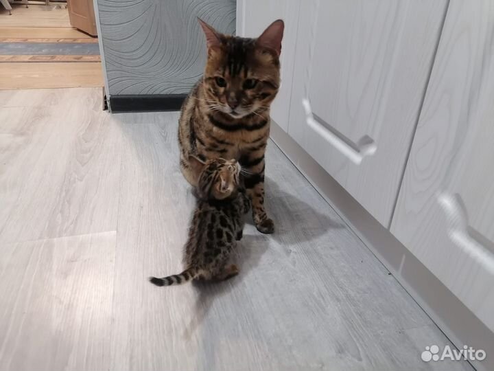 Бенгальский кот