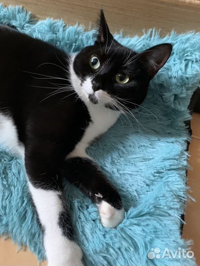 Кошка в дар