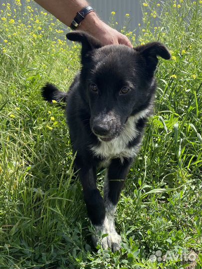 Щенок подросток в добрые руки