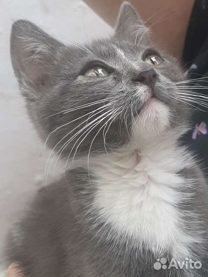 Котята в добрые руки бесплатно