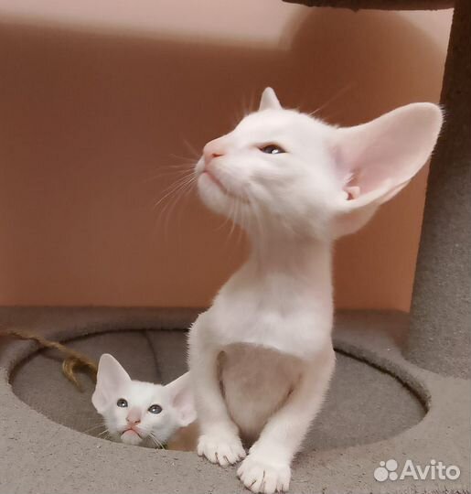 Ориентальный котенок девочка