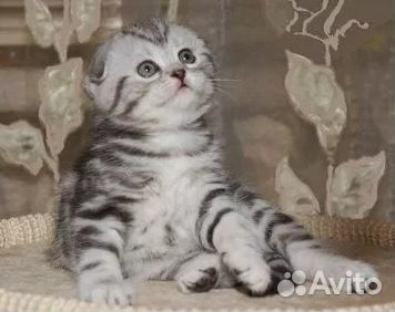 Котенок породы вислоухой шиншиллы