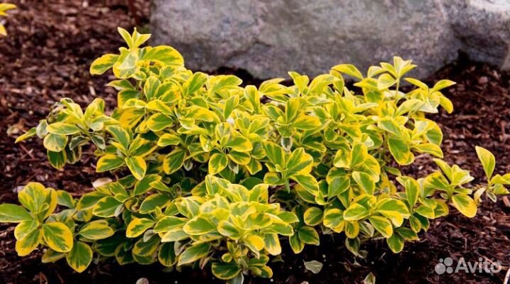 Саженцы Бересклета Форчуна