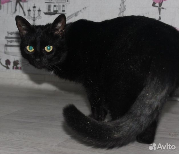 Кошечка ищет самые добрые руки