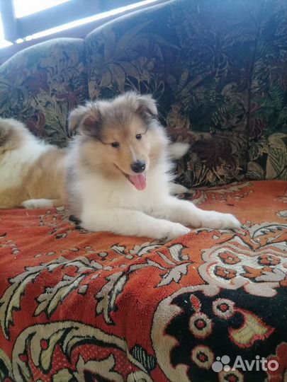 Щенки колли