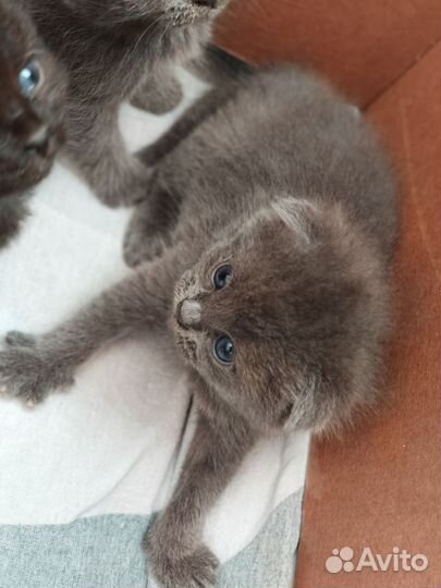 Шотландские котята