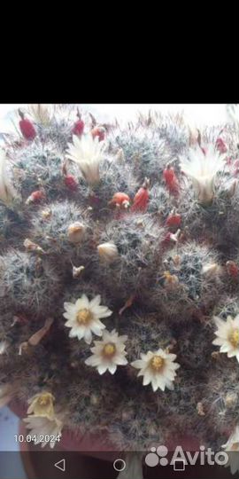 Комнатные цветы мамилярия, кудрявый хлорофитум