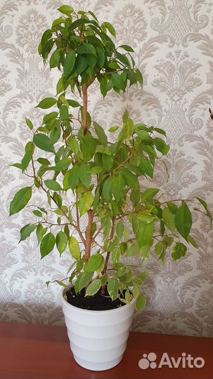 Фикус Бенджамина