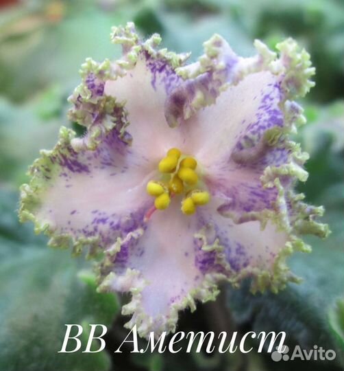 Сортовые фиалки. Свежий срез