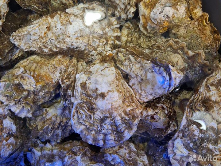 Морепродукты