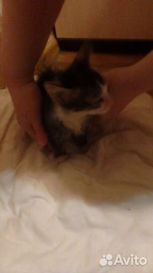 Котенок мальчик