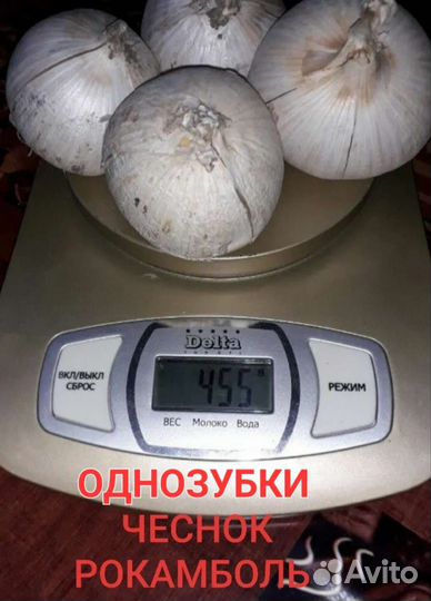Чеснок Рокаболь гигант почтой