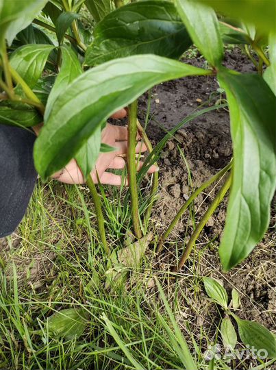 Пион, тыква декоративная