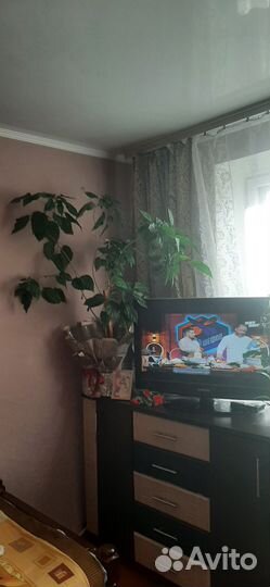 Китайская роза Гибискус