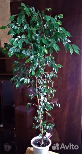 Фикус Бенджамина