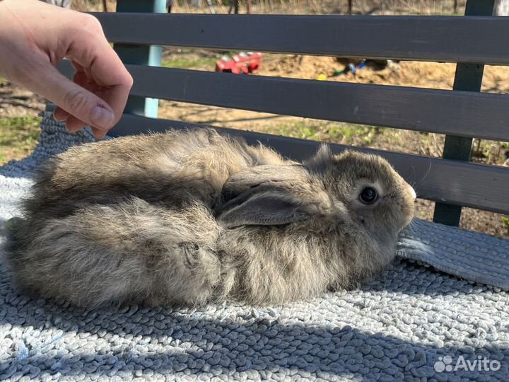 Кролики Немецкая Ангора,крольчата