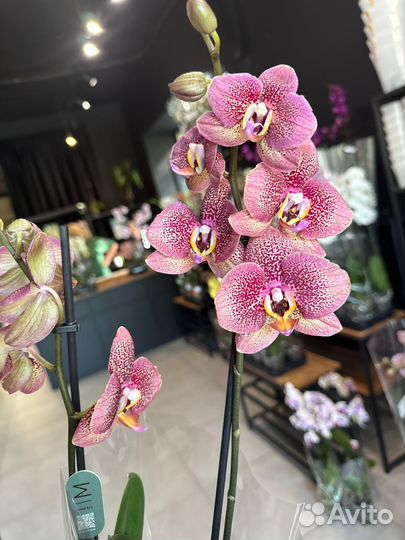 Орхидея фаленопсис тулон
