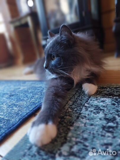 Шикарный кот в добрые руки