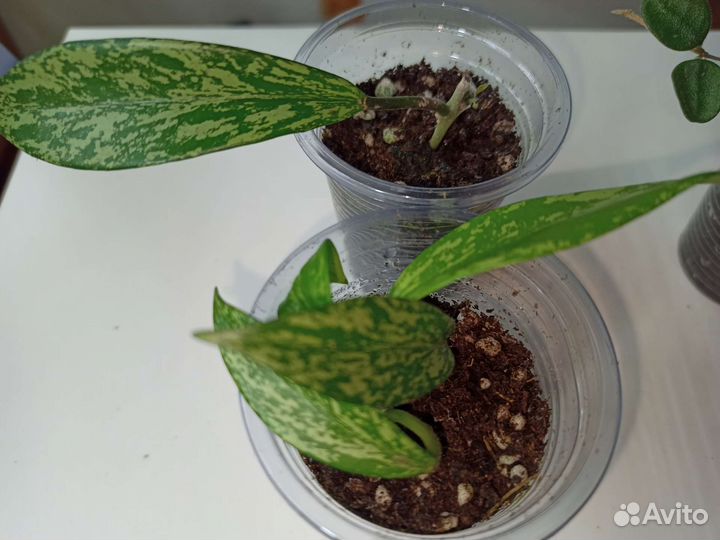 Хойя укорененные