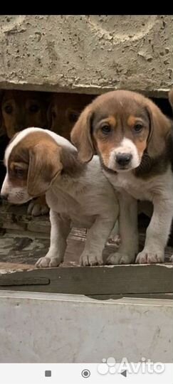Щенки